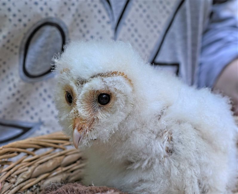 barn owl chick bird wildlife Northern Ireland