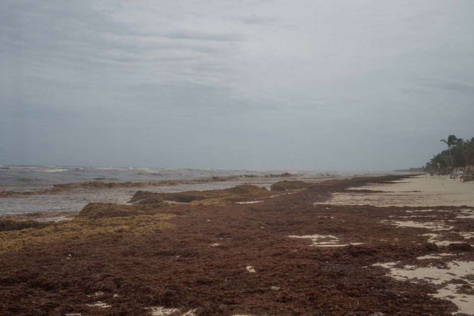 sargassum seaweed cleanup mexico beach