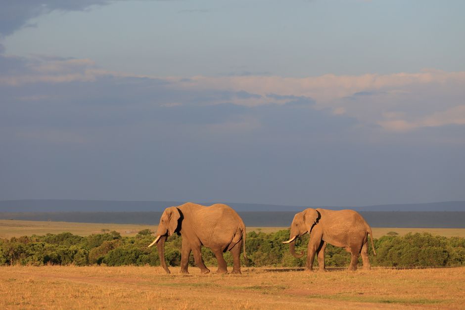 african elephants landscape Kenya