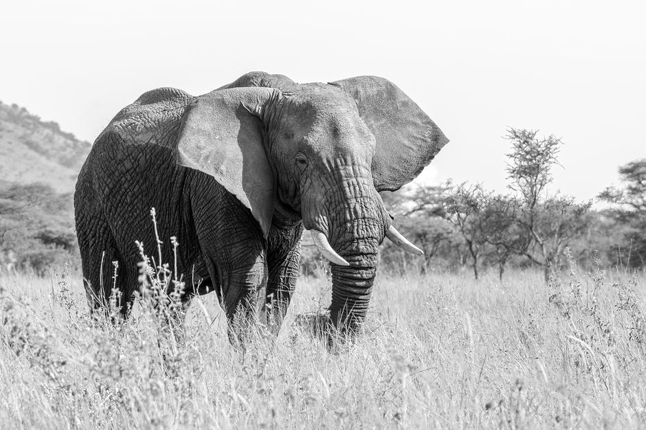 elephant in savannah Kenya