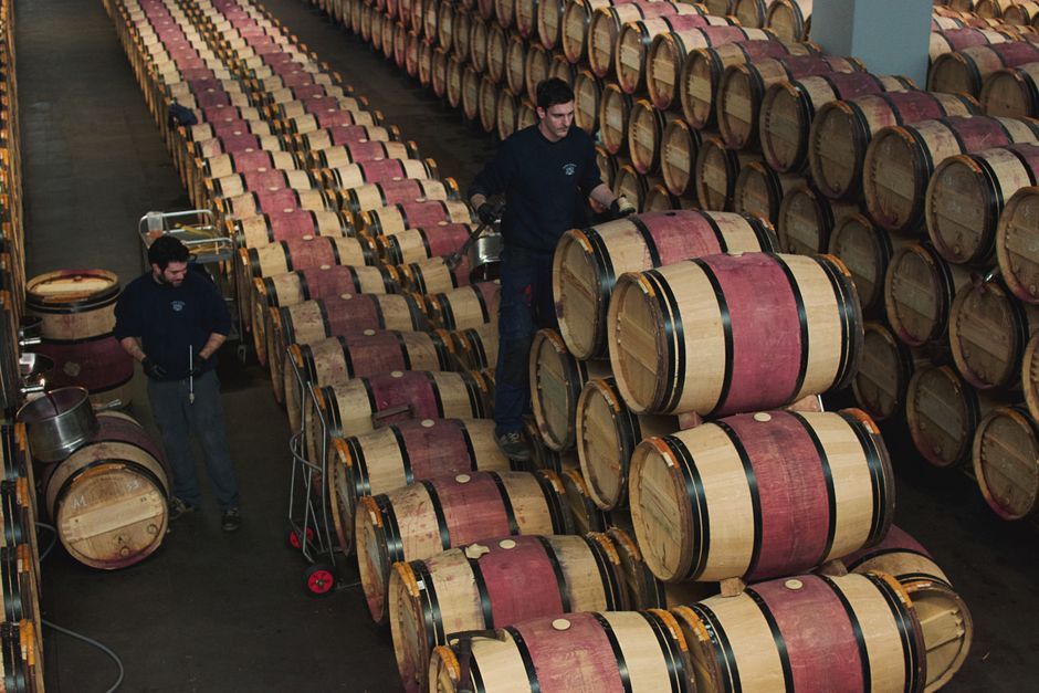 France champagne wine cellar grapes harvest