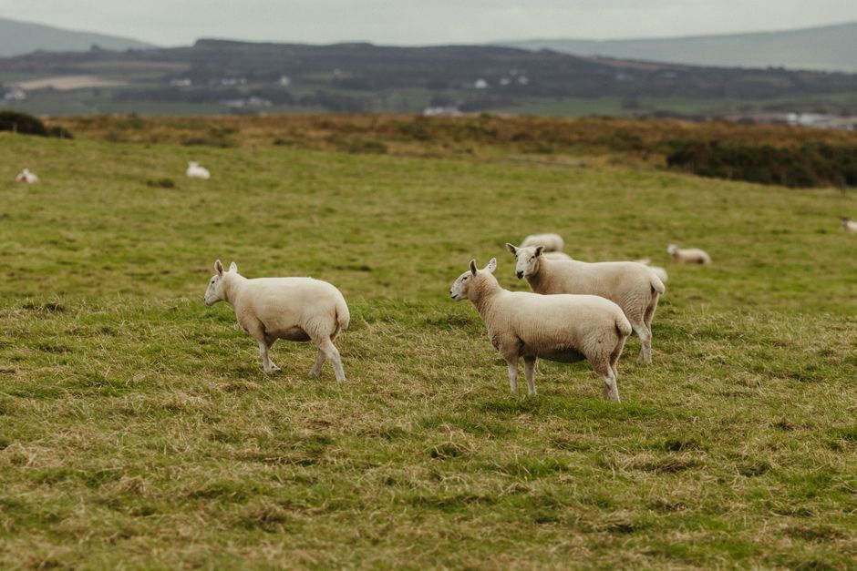Northern Ireland agricultural field livestock