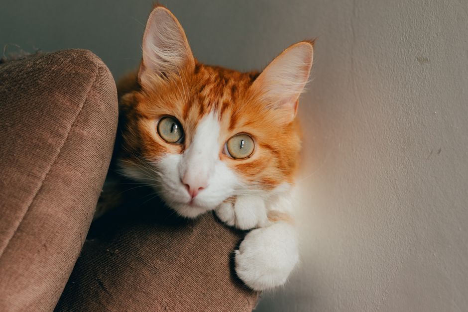 cute orange cat playful pet indoor
