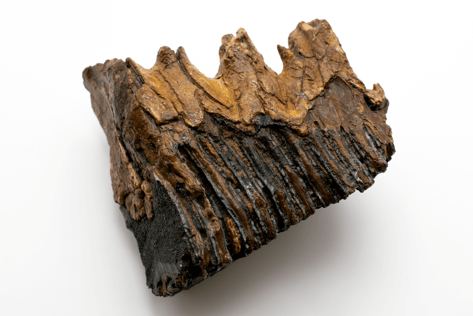 fossil jaw bone specimen laboratory research UK