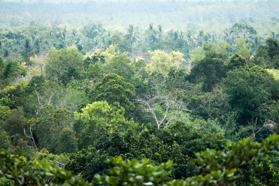 Indonesian Borneo rainforest landscape drone view