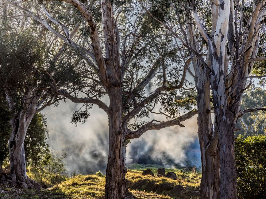 Indonesia Borneo peat fire smoke forest landscape