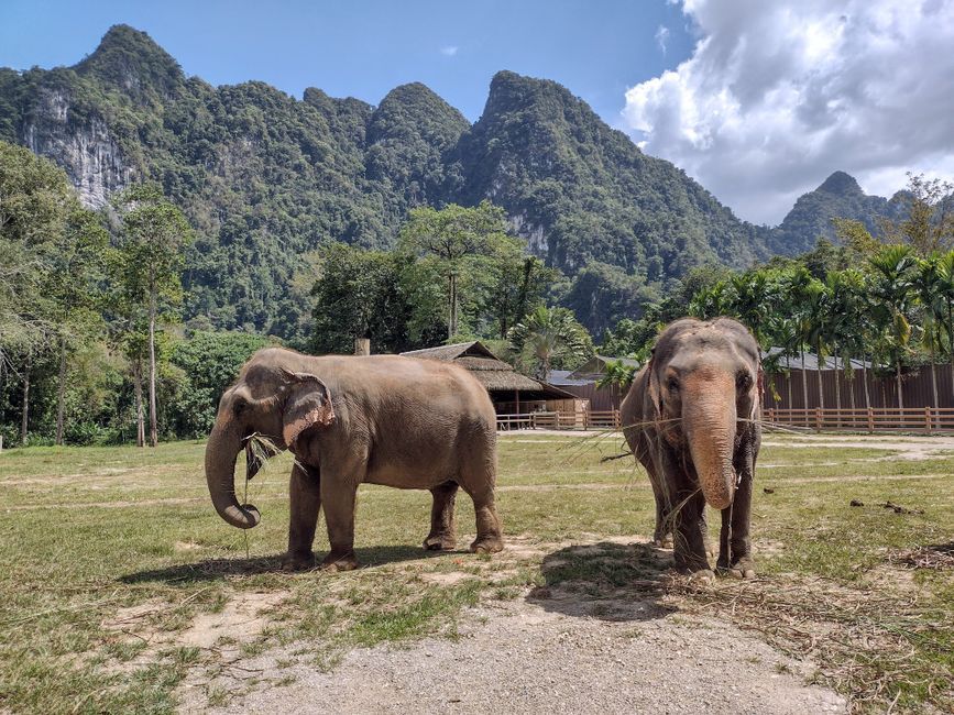 Thailand elephant river jungle landscape