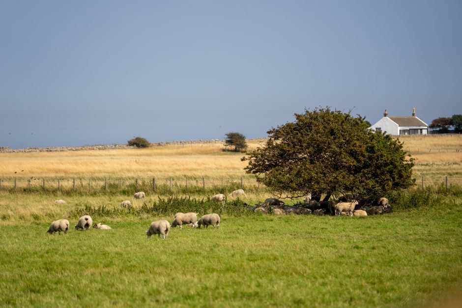 UK farm livestock pasture dry grass landscape
