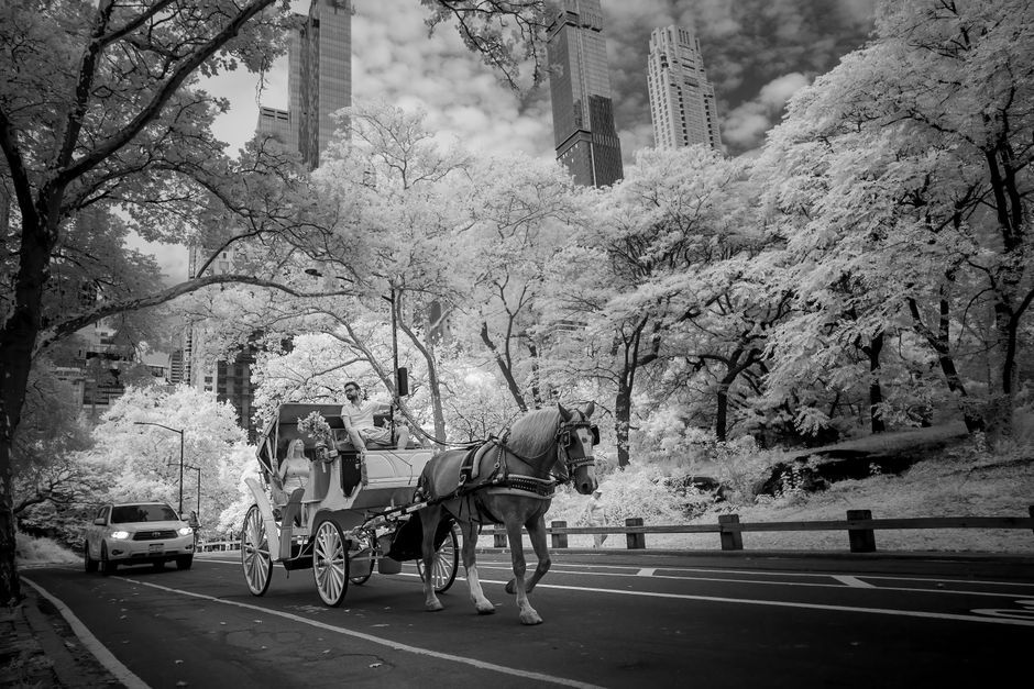 New York City Central Park horse carriage street