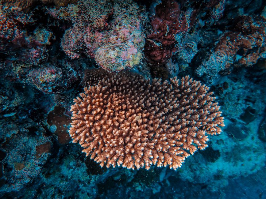 underwater ocean conservation marine life
