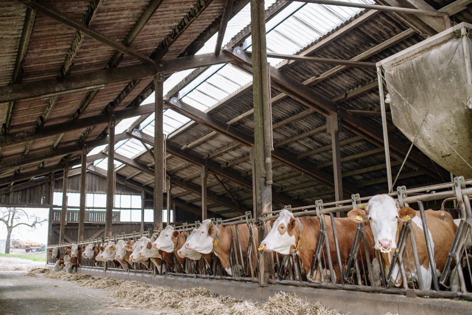 UK dairy cattle barn indoor feeding