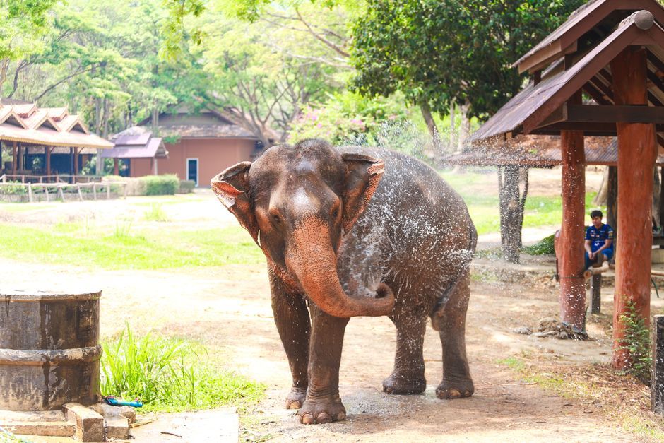elephant show zoo Thailand arena stage