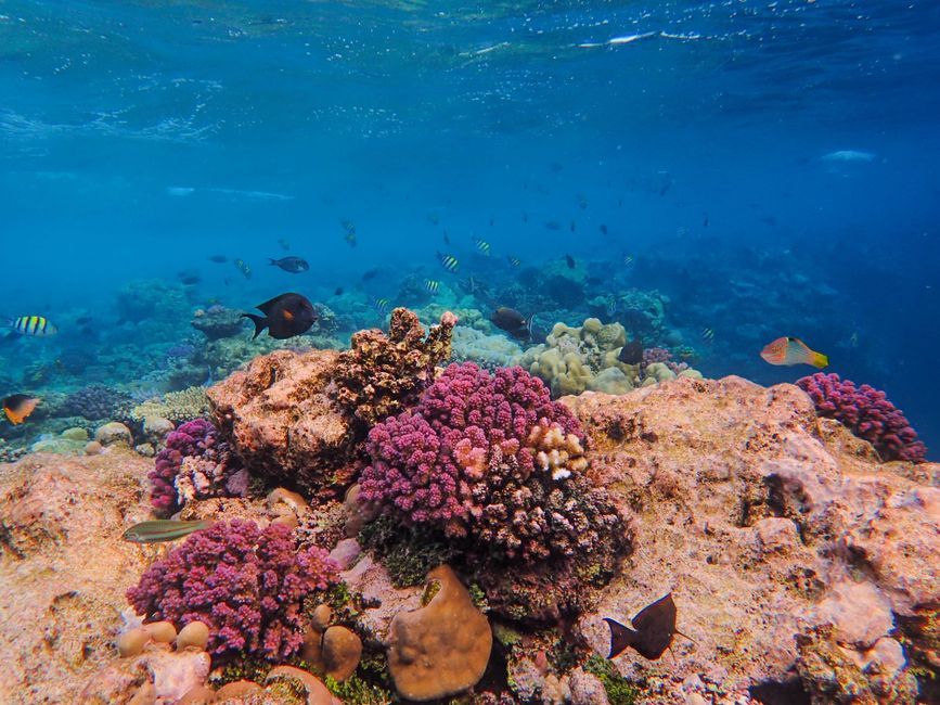 ocean coral reef underwater Thailand marine science