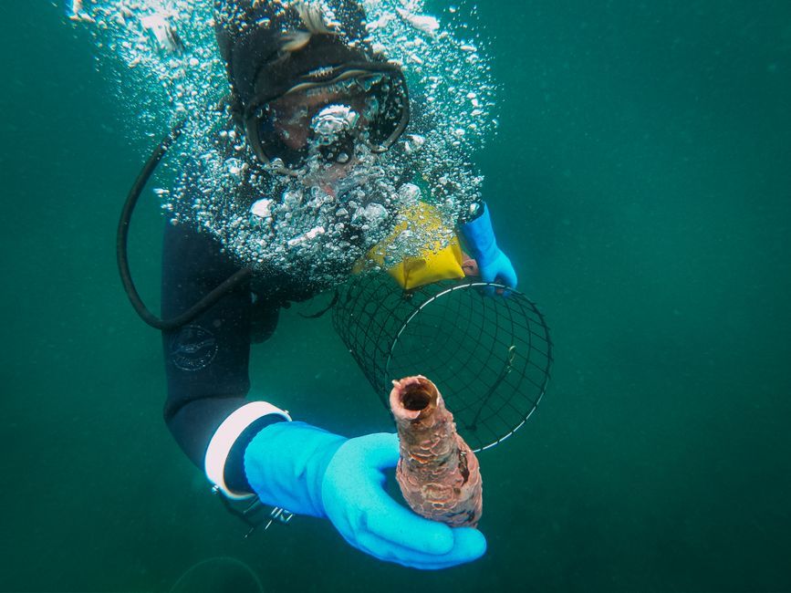 Italy underwater scuba divers examining ancient pottery amphorae