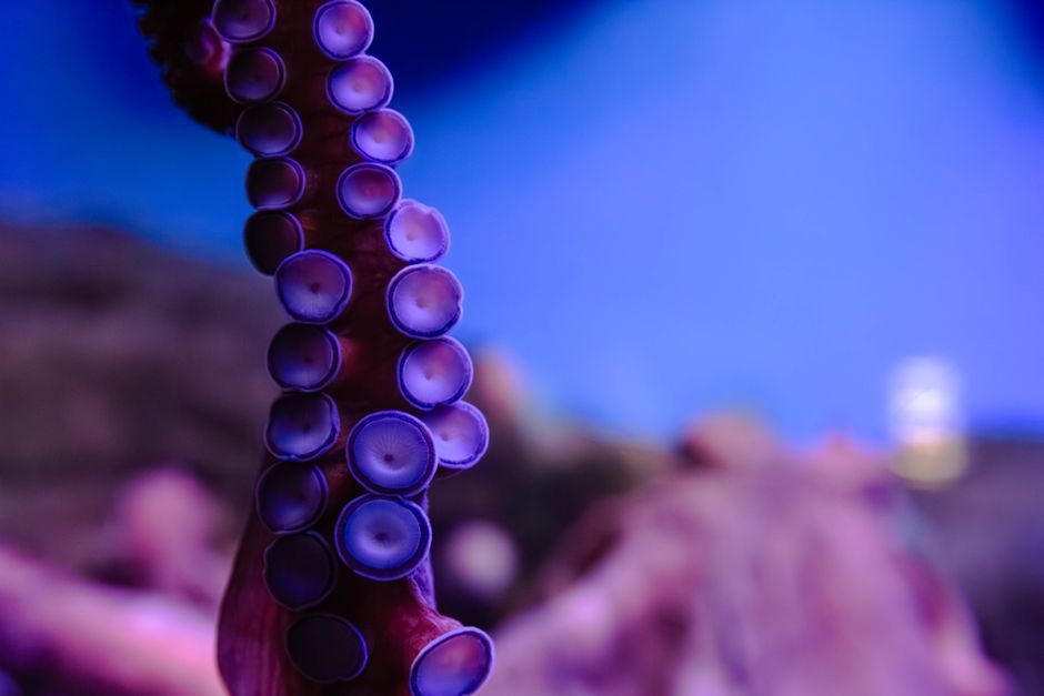 marine biologist underwater tentacle research Wales
