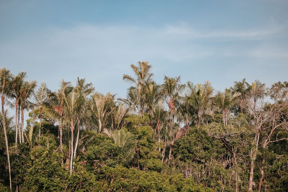 Brazil Amazon dense tropical rainforest landscape