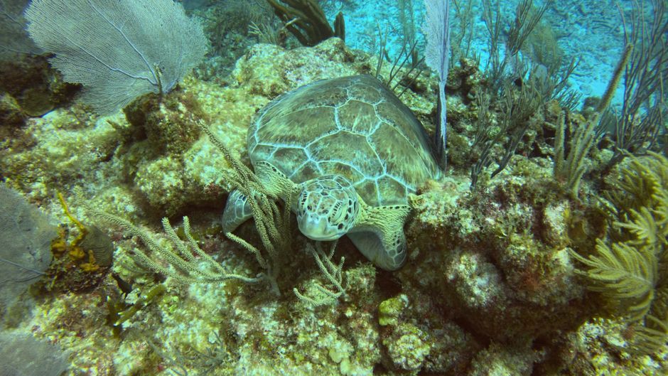 marine biologist underwater sampling