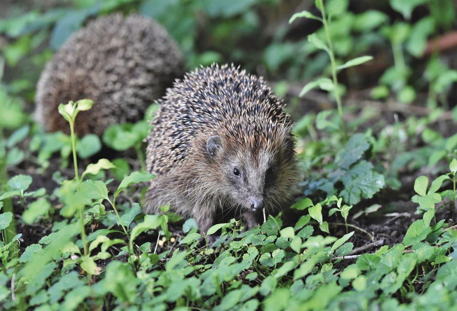 European hedgehog British wildlife nature