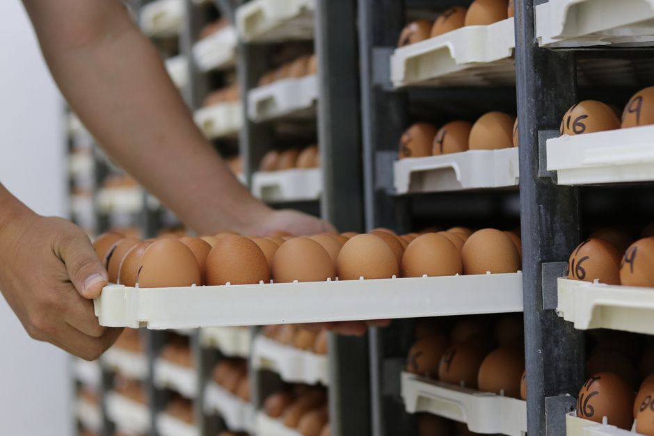 fresh chicken eggs food safety inspection