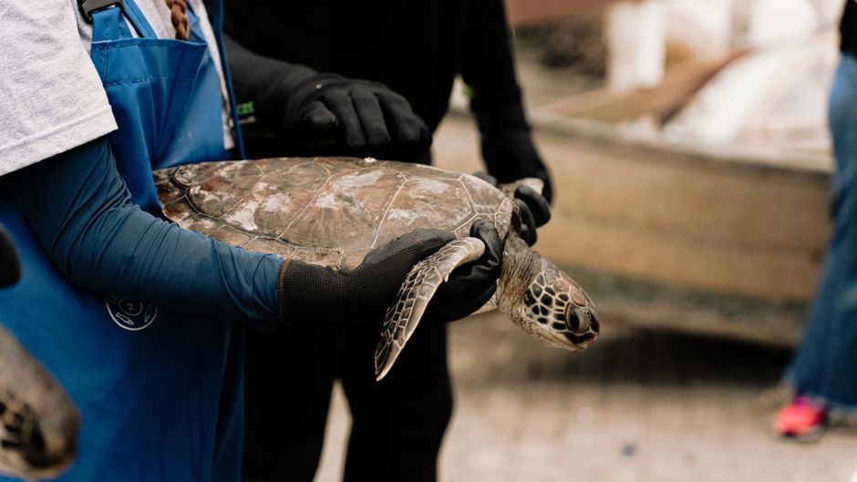 sea turtle in rescue center wildlife care Wales UK