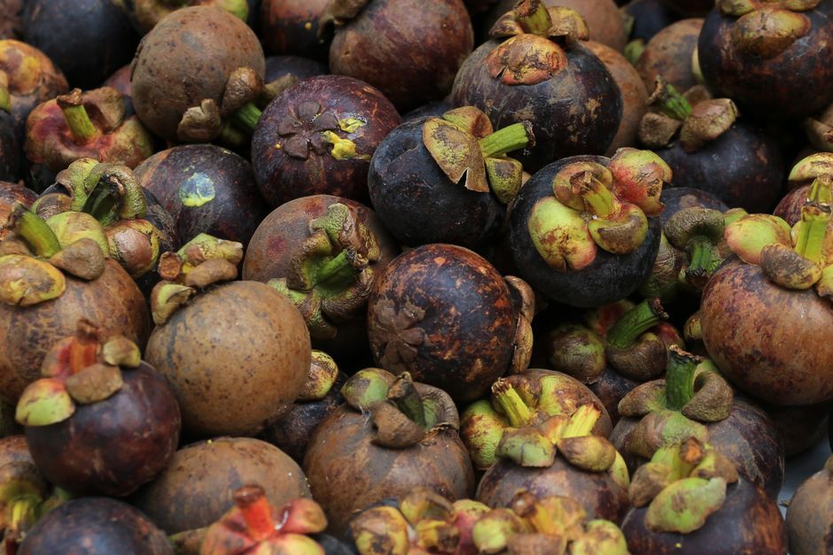 mangosteen skin extract herbal