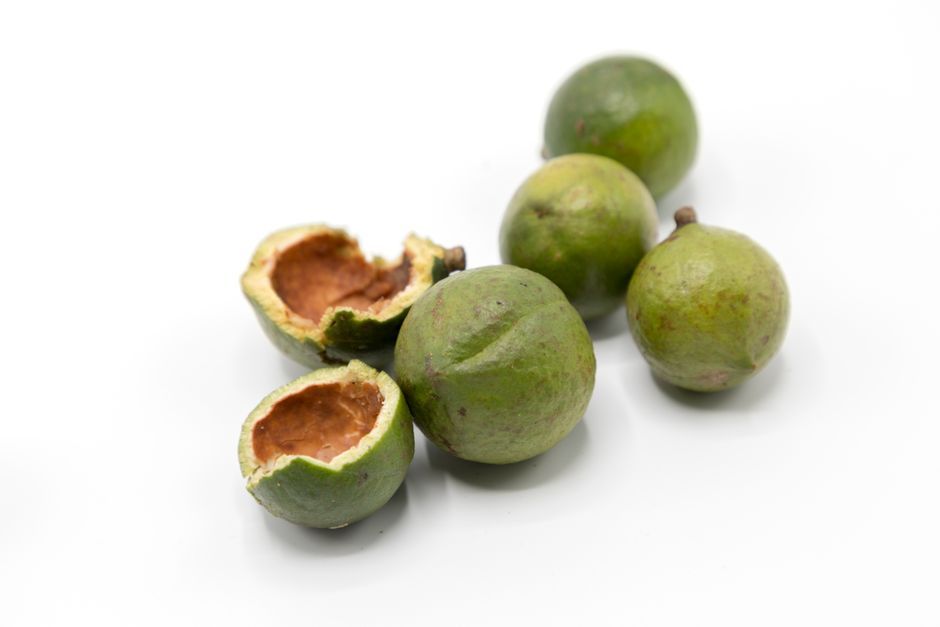 macadamia nut kernel white shelled food close up