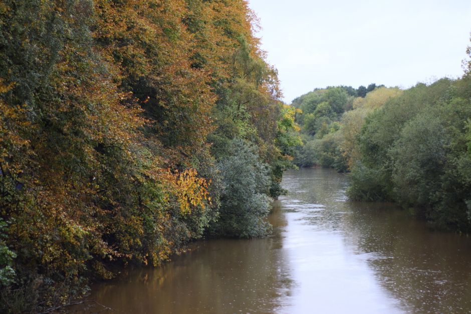 UK river forest landscape nature