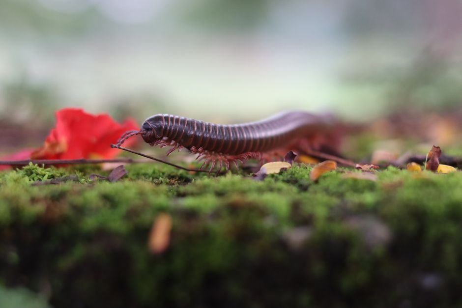 millipede crawling on ground