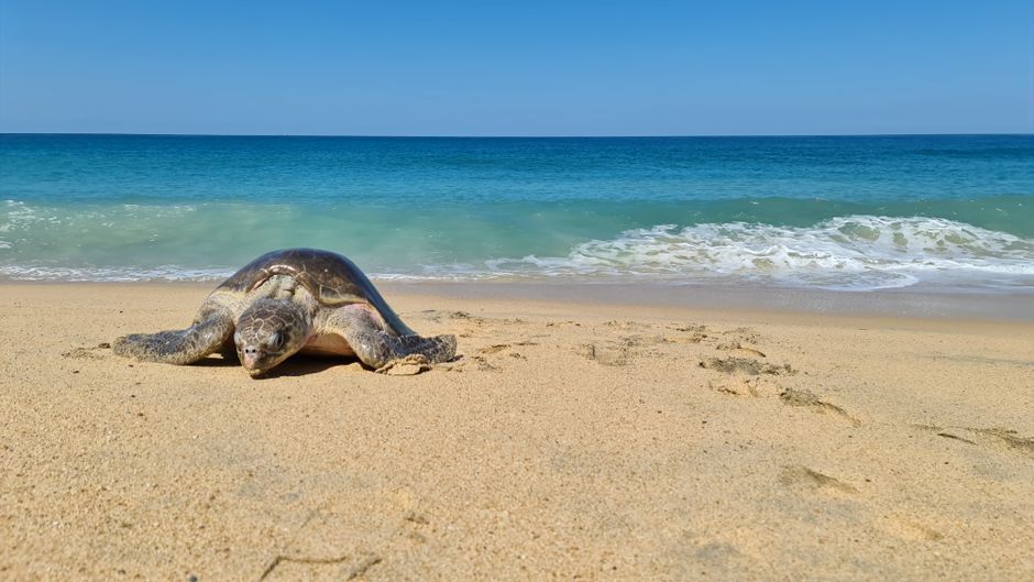 sea turtles sand beach Mexico wildlife nature