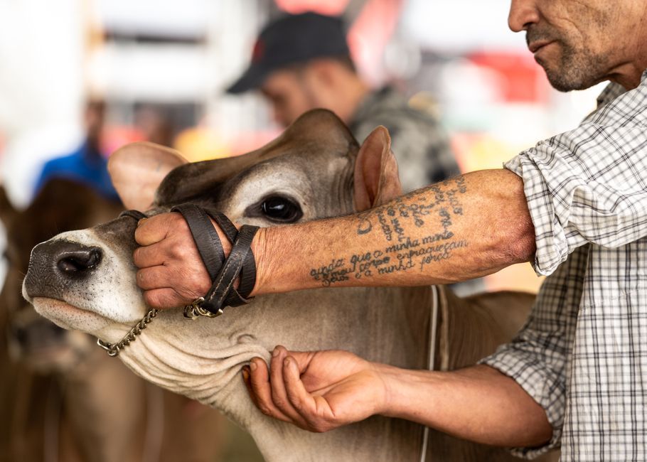 farmer holding cattle at agricultural show