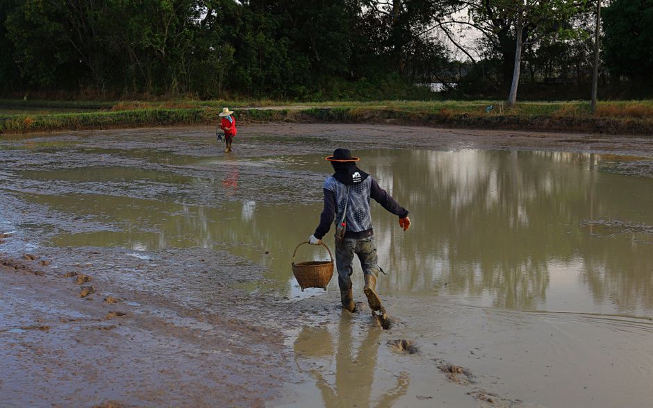 Thailand agricultural field farmer harvesting