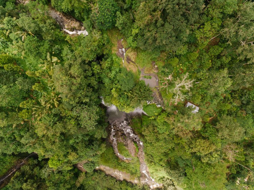 Indonesian tropical rainforest nature reserve canopy