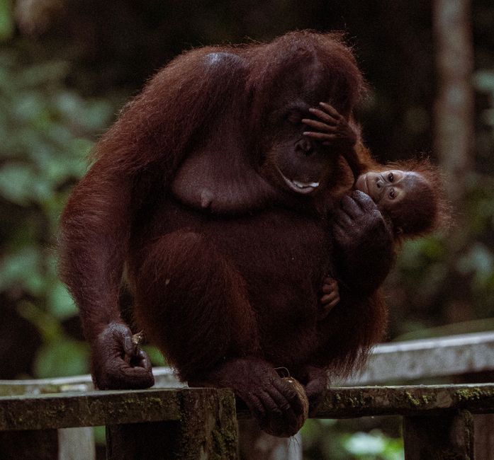 endangered primate rehabilitation sanctuary Borneo
