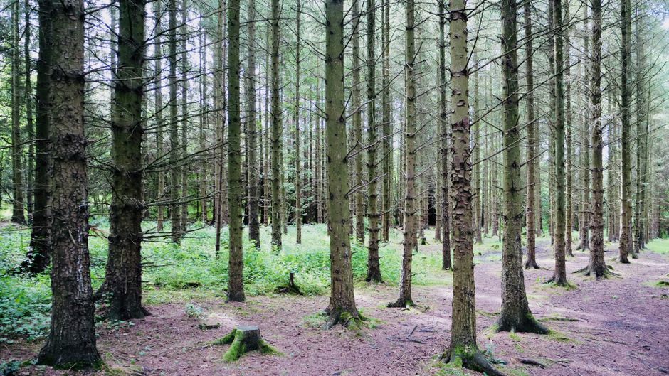 UK woodland forest trees wildlife monitoring