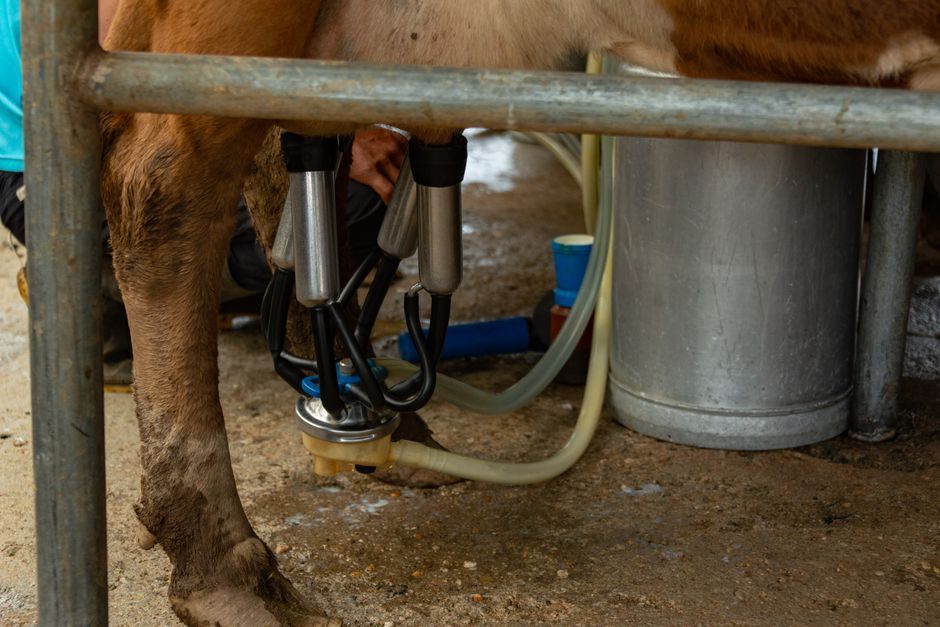 Northern Ireland farm robotic milking machine barn