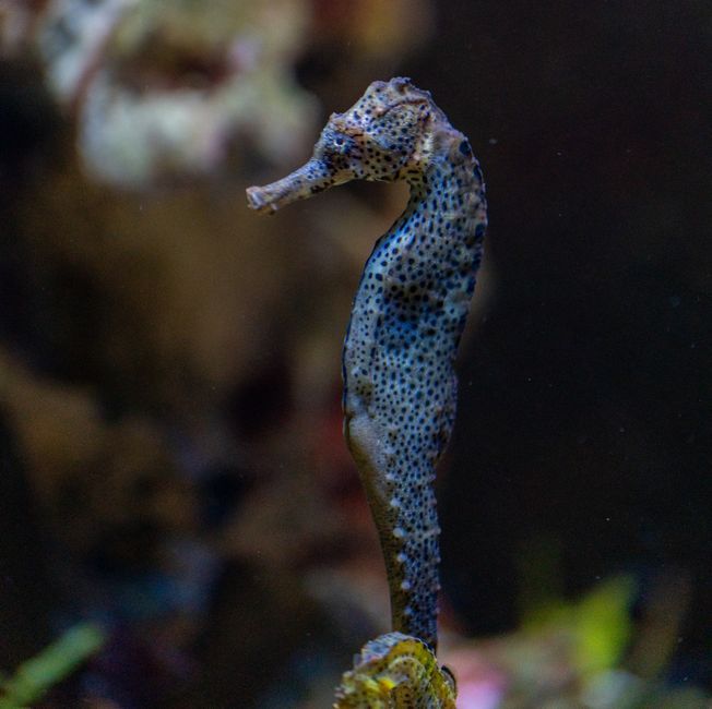 marine biology underwater macro photography California