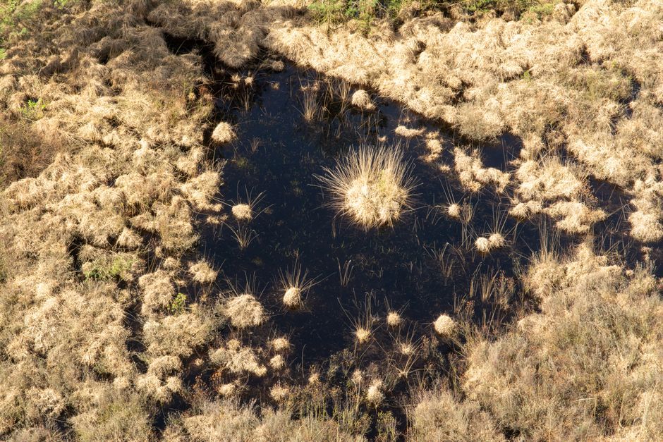 UK fen wetland nature reserve grass landscape