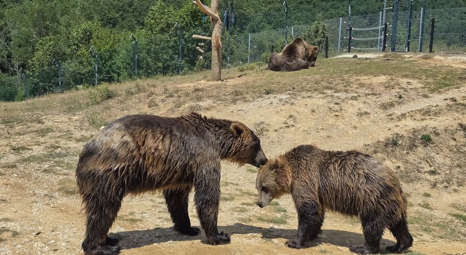 brown bear forest habitat outdoor enclosure Ireland