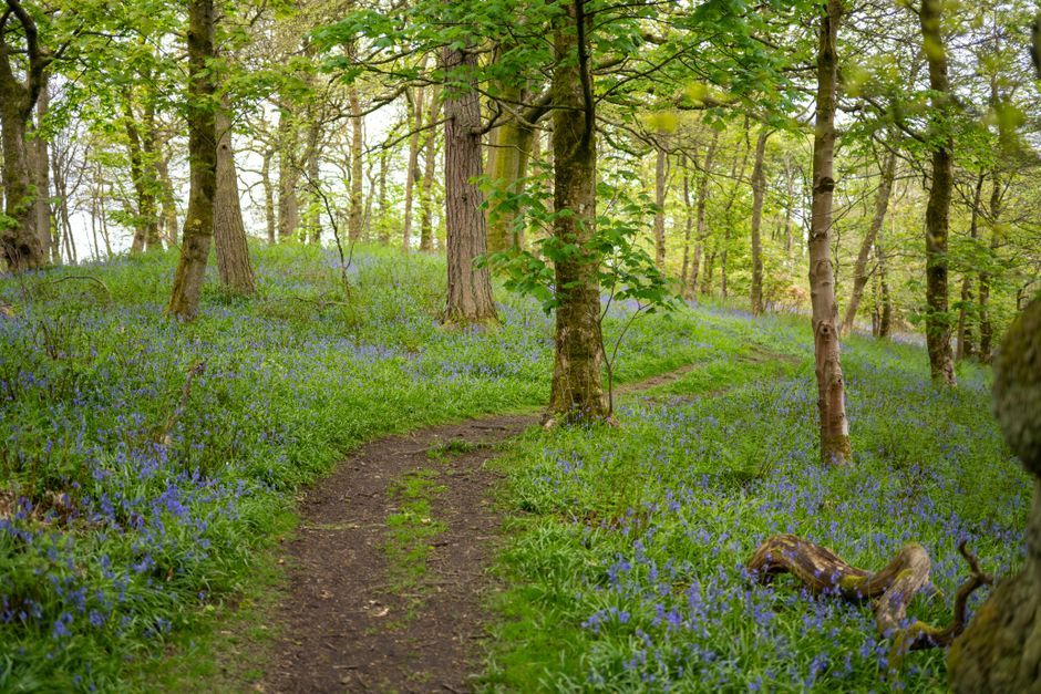 Scotland forest trail path trees