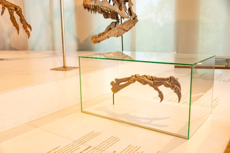natural history museum fossil collection archive room