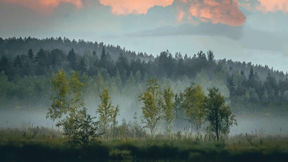 nature soundscape audio waveform landscape