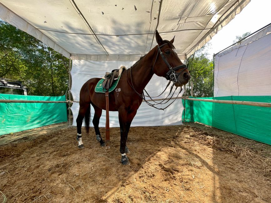 veterinary horse mask testing stable