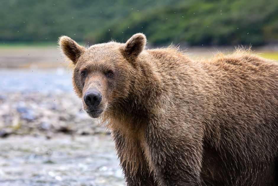 Alaska brown bear river wilderness