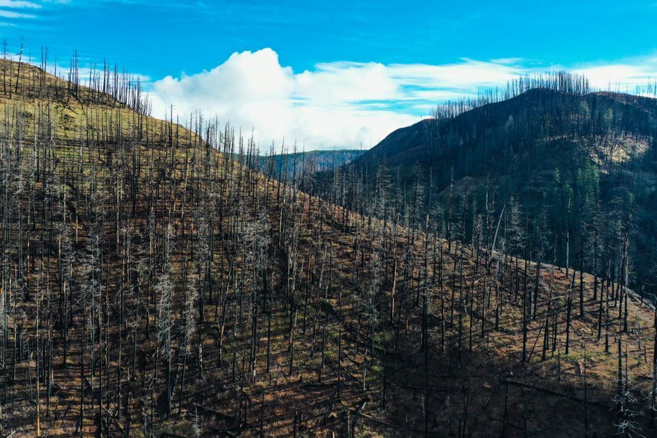 Canada northern forest burned landscape recovery