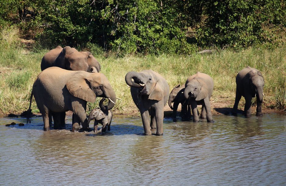 elephant wildlife nature reserve