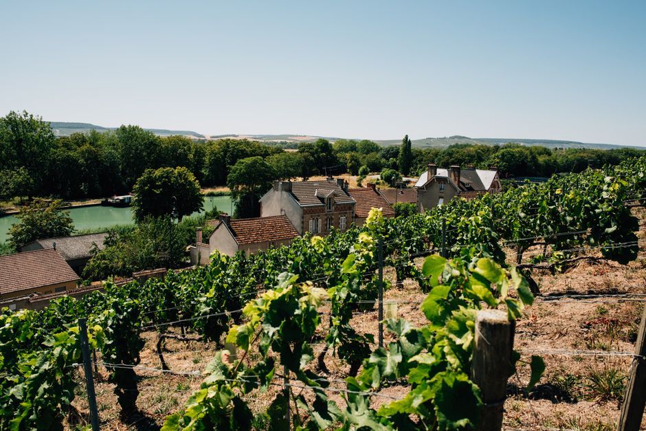 french vineyard champagne nature landscape exterior