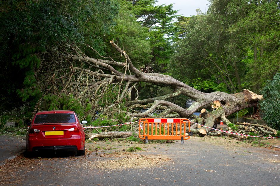 Florida storm fallen tree debris emergency