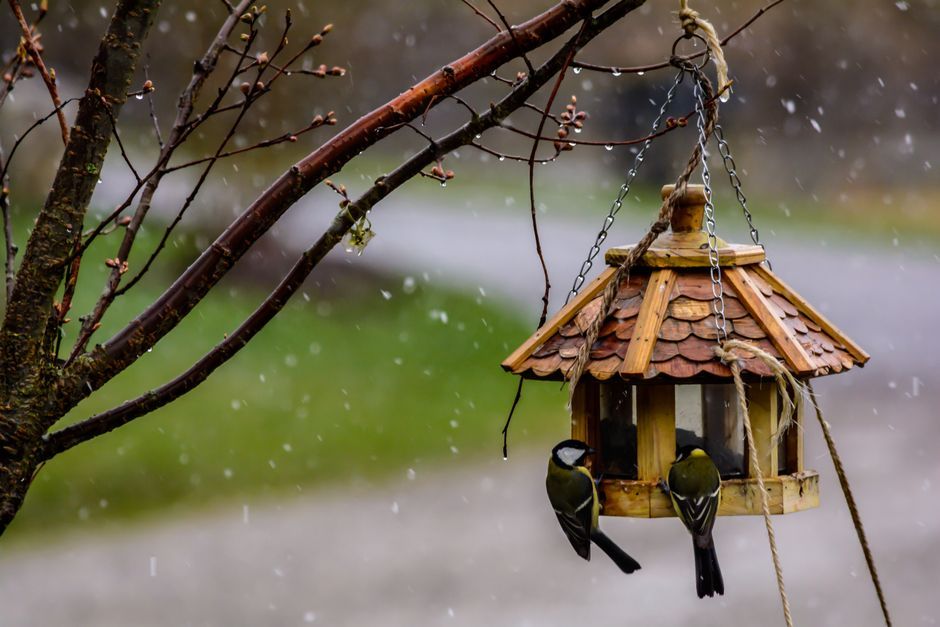 small garden bird feeder tree