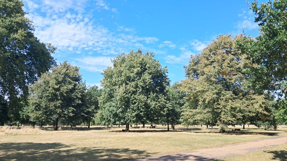 London weather heatwave sunshine