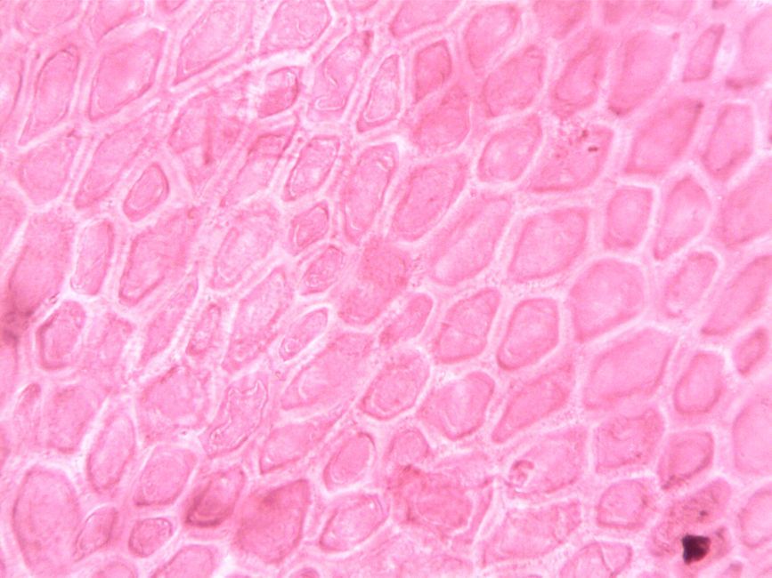 human skin tissue laboratory microscope science